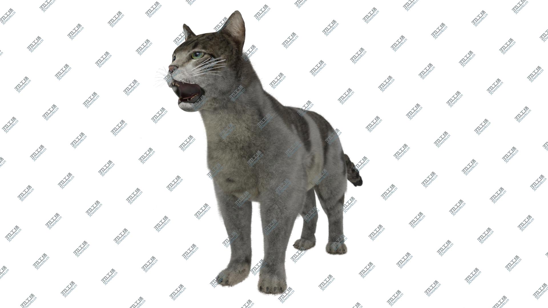 images/goods_img/202104093/Cat European Shorthair 3D model 3D model/3.jpg